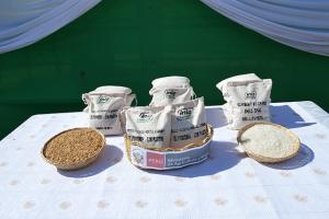 INIA presenta nueva variedad de arroz resistente a plagas y con alta capacidad de producción