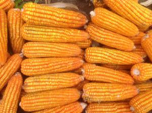 INIA presenta nueva variedad de maíz amarillo duro con alto valor genético