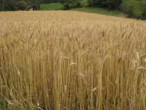INIA presenta nueva variedad de trigo "INIA 443-ANTAPAMPINO" con alta calidad genética