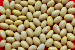 INIA presenta nuevas variedades de maíz amarillo duro y frijol para potenciar la producción agrícola