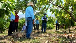 INIA transfiere tecnología para mejorar sanidad del cacao en Piura