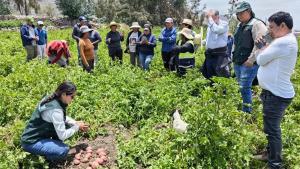 INIA transfiere tecnologías agrarias para elevar calidad genética de la papa Canchán en Arequipa