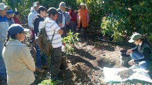 INIA transfiere tecnologías agrarias para mejorar calidad del suelo agrario en paltos a productores del Cusco