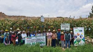 INIA transfiere tecnologías para mejorar la calidad genética del maíz morado en Arequipa