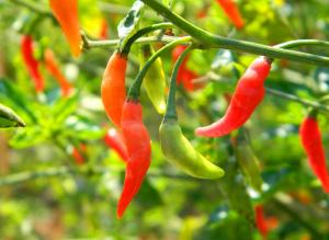 INIA y UNALM consolidarán Colección Nacional de Germoplasma de ajíes peruanos