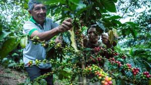 INIA y World Coffee Research impulsarán investigaciones para mejorar calidad del café