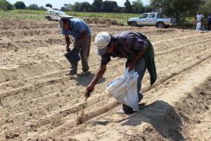 INICIAN CADENA PRODUCTIVA DE PLANTAS AROMÁTICAS CON SIEMBRA DE 15 HECTÁREAS