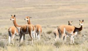 Inició el V Censo de Vicuñas en áreas naturales protegidas del país