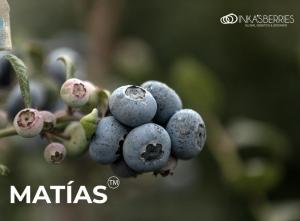 Inka´s Berries exporta por primera vez arándanos Matías™️ al mercado de la India