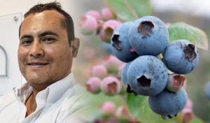 Inka’s Berries producirá tres nuevas variedades premium de arándanos en la campaña 2023-2024