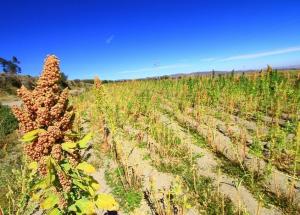 Instalan 484 hectáreas de riego por aspersión para cultivo de quinua en beneficio de 200 familias