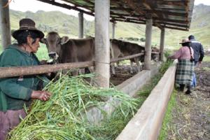 Instalan 800 cobertizos para prevenir mortalidad de ganado por heladas
