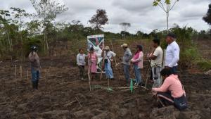 Instalan parcela demostrativa para elevar productividad del maíz variedad INIA 610 Nutrimaíz