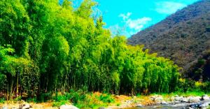 Instalarán 24.000 plantones de bambú como defensa ribereña en Condebamba