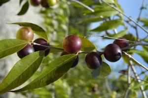 INSTITUCIONES DE LA SELVA DESARROLLAN CULTIVOS DE AGROEXPORTACIÓN