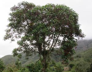 Inventario Nacional Forestal y de Fauna Silvestre registró pocos ejemplares de quina en bosques  naturales
