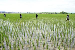 Inversión en cultivo de arroz en Perú alcanza los S/ 3.600 millones en la presente campaña