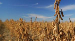 Inversiones Piuranas compra los molinos de semillas de soja y girasol de la estadounidense ADM en Bolivia