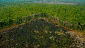 Invertirán US$ 50 millones en cuatro proyectos en 11 regiones para reducir la deforestación