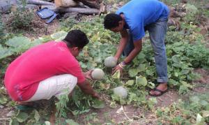 Investigadora busca probar que las personas que cultivan sus propios huertos son menos propensas al cáncer