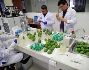 Investigadores de la Universidad de Amazonas elaboran queso orgánico a base de papaína