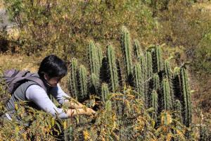 Investigadores de la UNMSM buscan preservar cactáceas peruanas en peligro de extinción