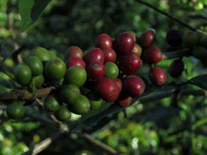 Investigadores de la UNTRM elaboran cultivo iniciador de fermentación de café para mejorar su calidad