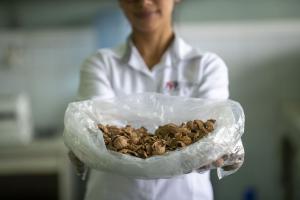 Investigadores peruanos usan cáscaras de café y nuez para fabricar envases biodegradables