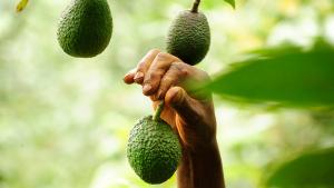Irlanda: lanzan campaña para boicotear los aguacates mexicanos por el contexto de violencia en las zonas productoras