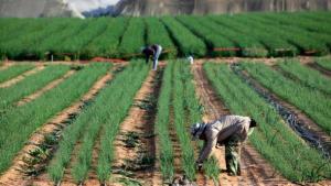 Israel, la nación que desarrolló una próspera agricultura en medio del desierto