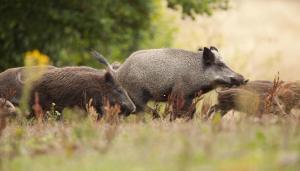 Italia confirmó su primer caso de Peste Porcina Africana