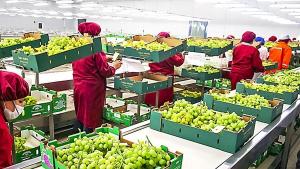 Japón tranquilamente va a ser el top 5 de mercados para la uva de mesa de Perú en el corto plazo
