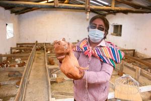 Jauja: mujeres productoras de cuyes lideran asociación que no detuvo sus ventas en pandemia