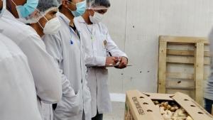 Jengibre peruano: la brecha técnica que desafía su salto exportador