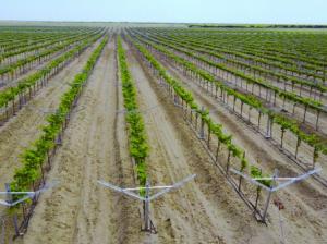 Jeritec proyecta instalar 400 hectáreas bajo sistema Open Gable este año