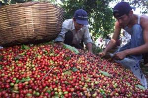 JNC PROYECTA QUE EXPORTACIONES DE CAFÉ SUMARÍAN US$ 800 MILLONES