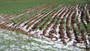 JUNÍN: 60 HECTÁREAS DE CULTIVO DAÑADAS POR GRANIZADA