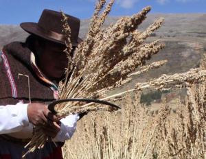 Junín: Agroideas invirtió más de S/ 7 millones en organizaciones agrarias de quinua, frijol, palta y lácteos