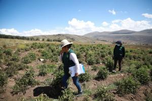 Junín: brigadas agrarias se movilizan para evaluar cultivos dañados por granizadas