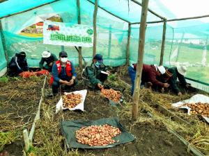 Junín: comuneros de San Pedro de Cajas realizan primera cosecha de más de 6.500 tuberculillos de papas nativas en invernadero