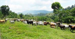 Junín: crianza de cebú se presenta como alternativa productiva en Pichanaki