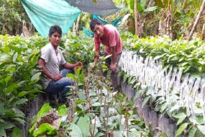 Junín: Impulsan agroexportaciones de cacao finos de sabor y aroma en Satipo