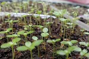 Junín: Inician acciones para producir 14.000 plantones de quina hasta fin de año