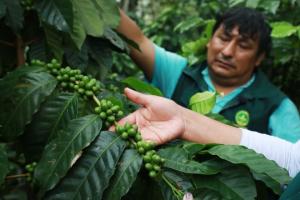 Junín: productores de cafés especiales de Pichanaki mejorarán su producción gracias a capacitación en nutrición vegetal
