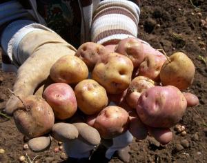 JUNÍN: PRODUCTORES DE SEMILLA DE PAPA PARTICIPARON EN DÍA DE CAMPO