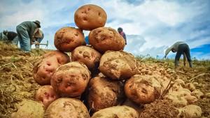 Junín proyecta sembrar 79.298 hectáreas de 20 cultivos transitorios en campaña agrícola 2025-2026