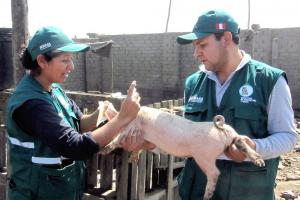 Junín: Senasa proyecta vacunar a 47 mil cerdos en campaña contra Peste Porcina Clásica este año