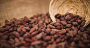 Junio: despachos al exterior de cacao peruano alcanzaron las 6.504 toneladas