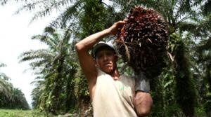 Junpalma: No se puede culpar a la industria de la palma aceitera de la deforestación en la selva