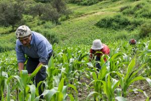Juntas de riego piden a candidatos comprometerse a destinar no menos de 5% del presupuesto nacional al agro